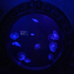 Moon Jelly Tank