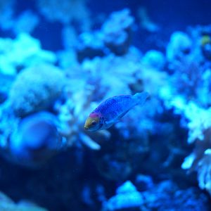 Red Head Solon Fairy Wrasse