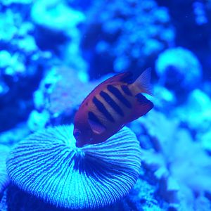 Flame Angelfish