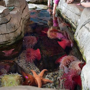 California Touchpool Exhibit