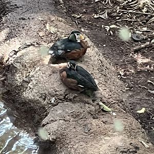 Rainforest Pyramid-African Pygmy Goose