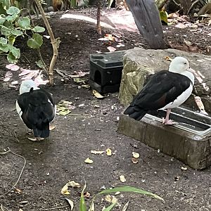 Rainforest Pyramid-Radjah Shelduck