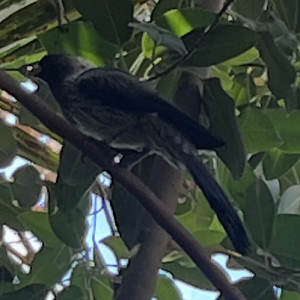 Rainforest Pyramid Western Plaintain-Eater