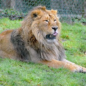 ASIANIC LION 23 09 2009