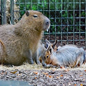 CAPYBARA & MARA 23 09 2009