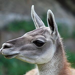 GUANACO