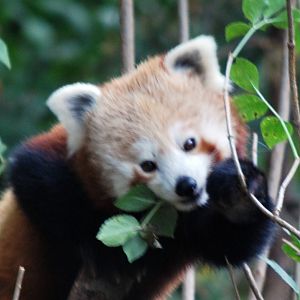 NEPAL RED PANDA 23 09 2009