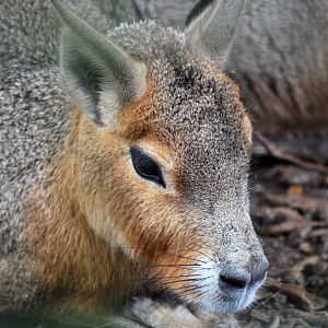 PATAGONIAN MARA OR CAVY 23 09 2009
