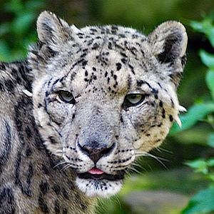 SNOW LEOPARD 23 09 2009