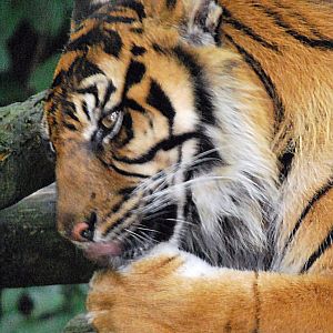 SUMATRAN TIGER (RIP SAHARA) 23 09 2009