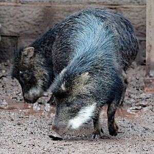 WHITE LIPPED PECCARY 23 09 2009