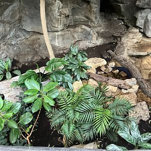 Tropics Trail - Asian Water Monitor Exhibit