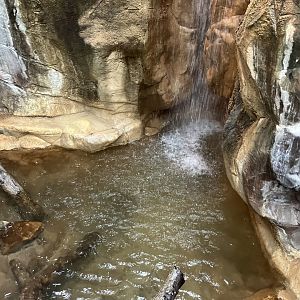 Tropics Trail - Asian Water Monitor Exhibit