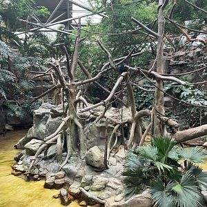 Tropics Trail - Northern White-Cheeked Gibbon Exhibit