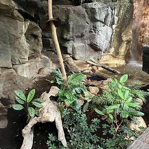 Tropics Trail - Asian Water Monitor Exhibit