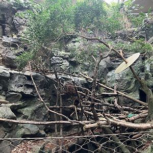 Tropics Trail - Matschie’s Tree Kangaroo Exhibit