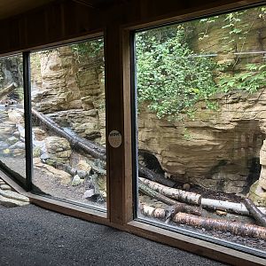Minnesota Trail - North American River Otter Exhibit