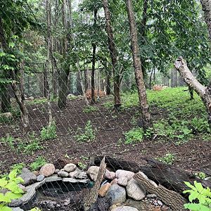 Minnesota Trail - Coyote Exhibit