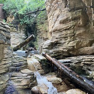 Minnesota Trail - North American River Otter Exhibit