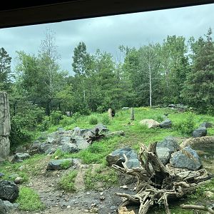 Minnesota Trail - American Black Bear Exhibit