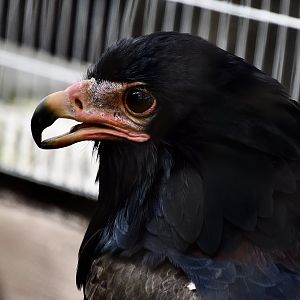 Bateleur Eagle (Terathopius ecaudatus)