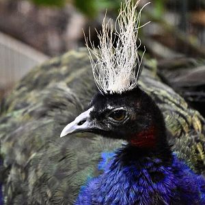 Congo Peafowl (Afropavo congensis) male