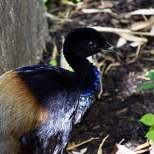 Grey-Winged Trumpeter (Psophia crepitans)