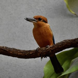 Guam Kingfisher (Todiramphus cinnamominus) male