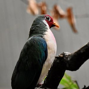 Jambu Fruit Dove (Ptilinopus jambu)