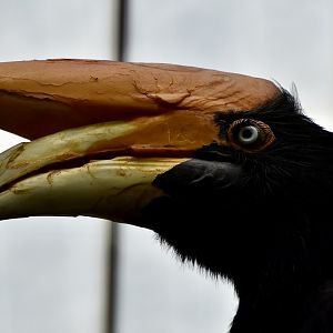 Javan Rhinoceros Hornbill (Buceros rhinoceros silvestris)