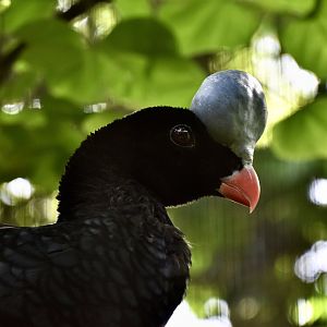 Northern Helmeted Curassow (Pauxi pauxi pauxi)