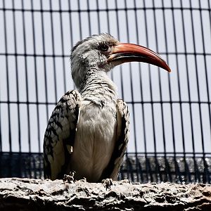 Northern Red-Billed Hornbill (Tockus erythrorhynchus)