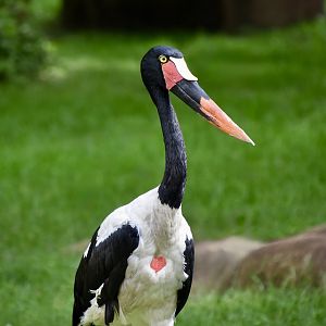 Saddle-Billed Stork (Ephippiorhynchus senegalensis)