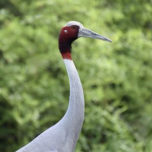 Sarus Crane (Antigone antigone)