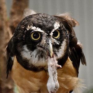 Spectacled Owl (Pulsatrix perspicillata) eating lunch