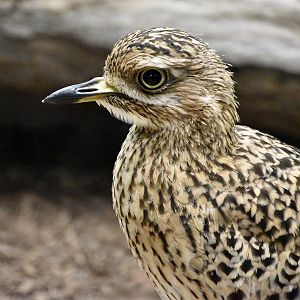 Spotted Thick-Knee (	Burhinus capensis)