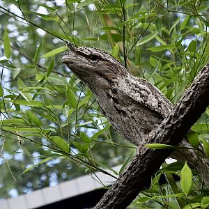 Tawny Frogmouth (Podargus strigoides)