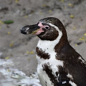 Humboldt Penguin (Spheniscus humboldti)