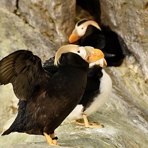 Tufted Puffin (Fratercula cirrhata)