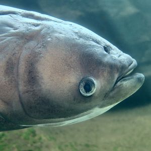 Bighead Carp (Hypophthalmichthys nobilis)