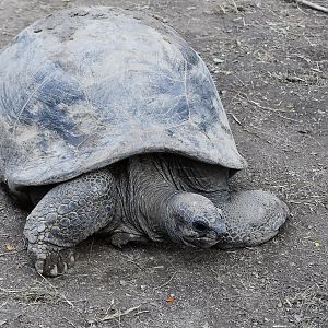 Aldabra Giant Tortoise (Aldabrachelys gigantea)