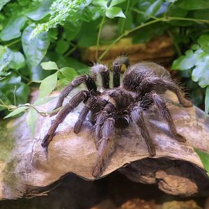 Brazilian Black Tarantula (Grammostola pulchra)