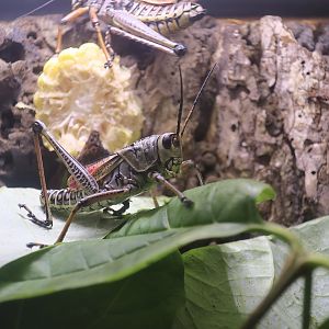 Eastern Lubber Grasshopper (Romalea microptera)