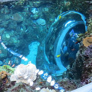 Ocean Pavilion - Coral Reef/Into The Depths Exhibit