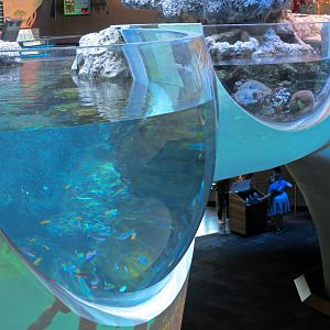 Ocean Pavilion - Coral Reef/Into The Depths Exhibit