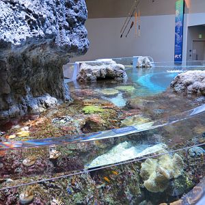 Ocean Pavilion - Coral Reef/Into The Depths Exhibit