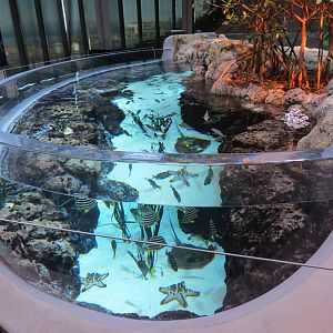 Ocean Pavilion - Mangroves Exhibit