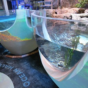 Ocean Pavilion - Mangroves Exhibit