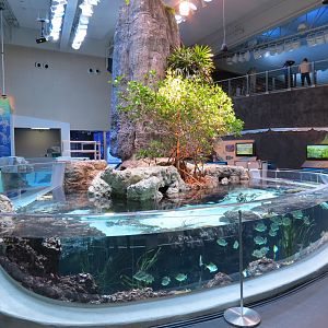 Ocean Pavilion - Mangroves Exhibit