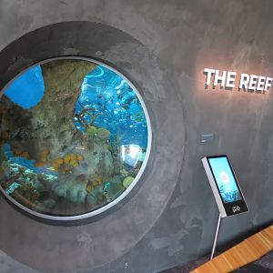 Ocean Pavilion - The Reef Exhibit - Refuge View